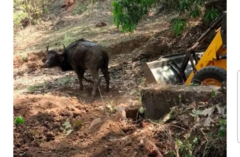 मुरडव येथे विहिरीत पडलेल्या गवा रेड्याची वनविभागाकडून सुटका