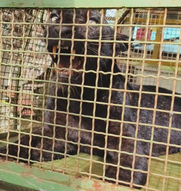 जैतापूर कुवेशी येथे पकडला ब्लॅक पँथर